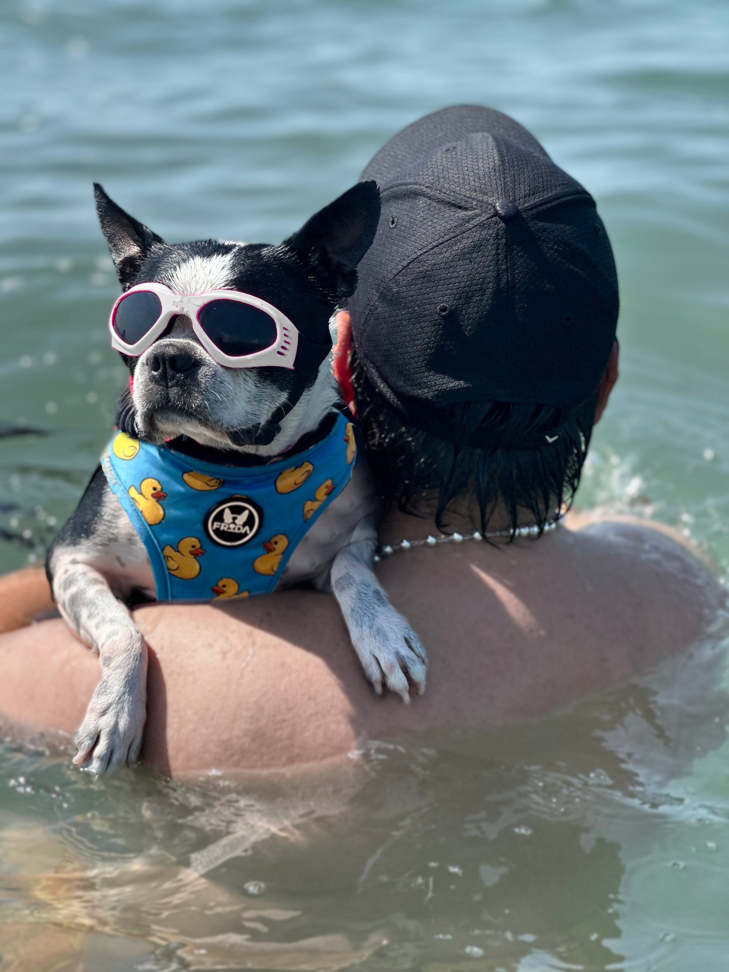 Gafas Plegables para perro