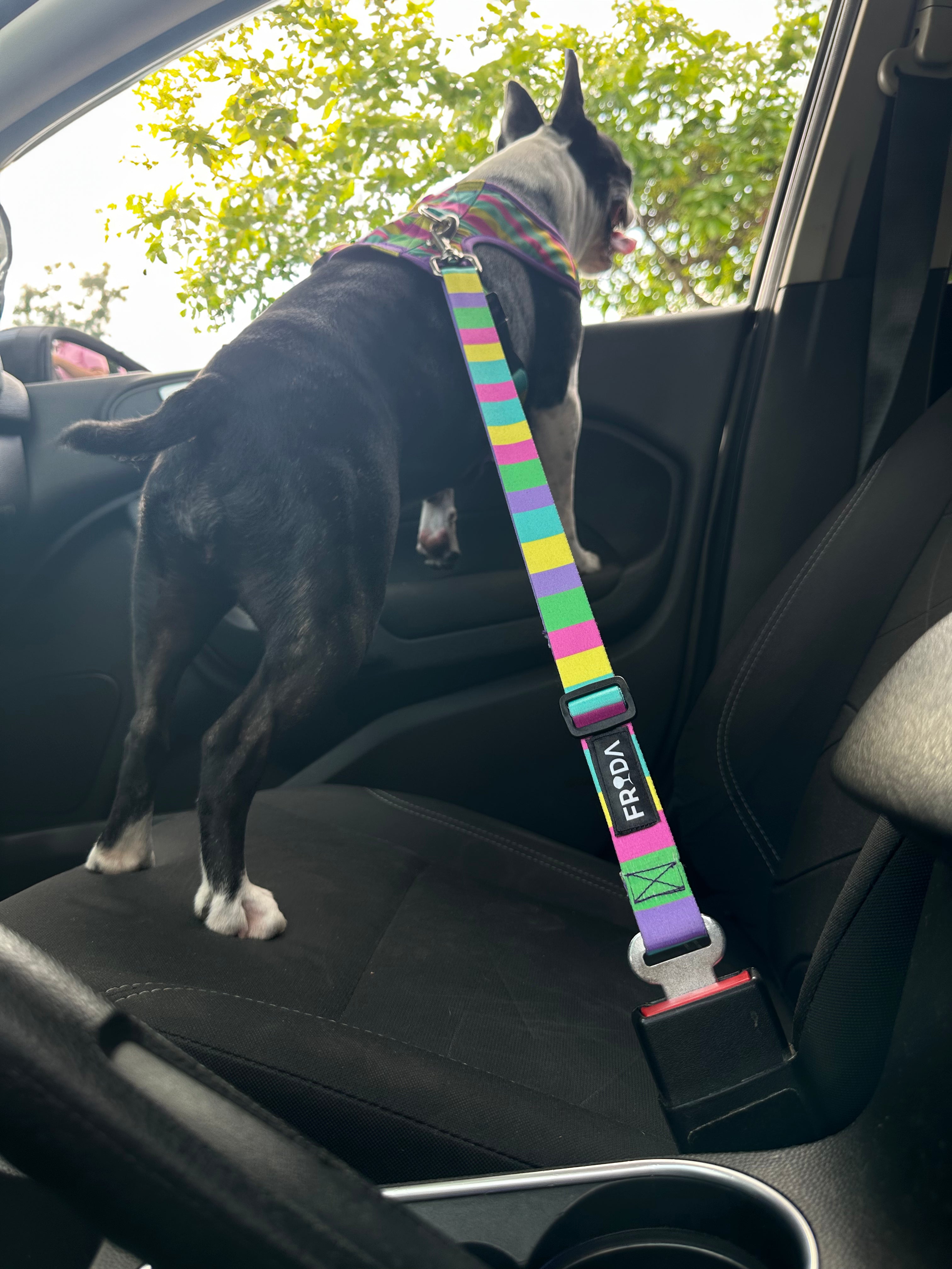 CINTURON.jpg__PID:41532e54-9904-4354-a3d8-44de88791e92